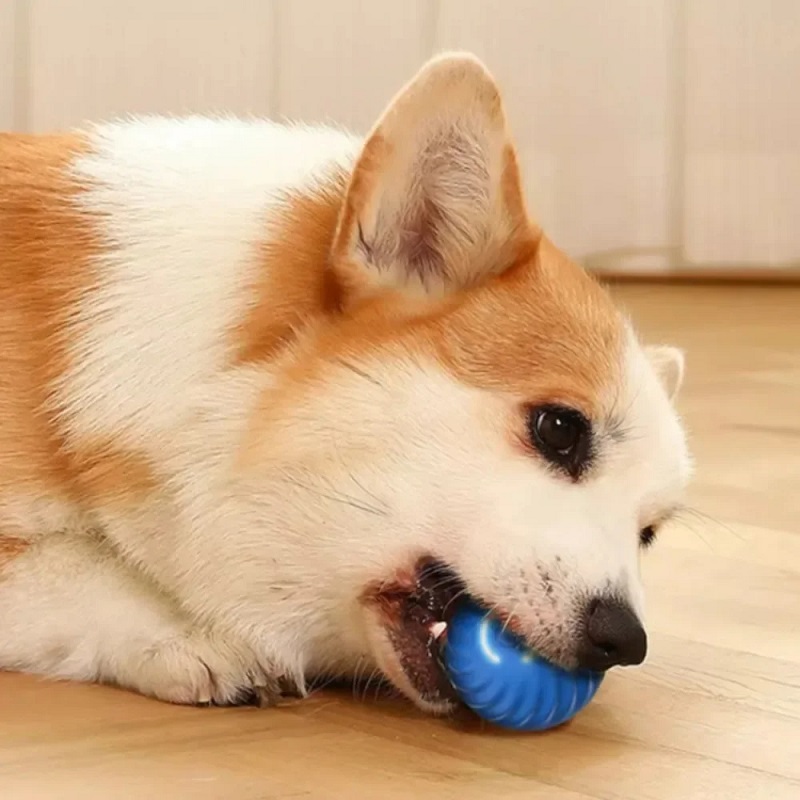 Piłka dla psa, automatycznie s – Suction Cup Dog Tug Toy recenzja i cena