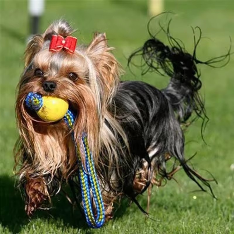 1 szt. Niezniszczalna guma do  – Indestructible Dog Chew Toy recenzja i cena